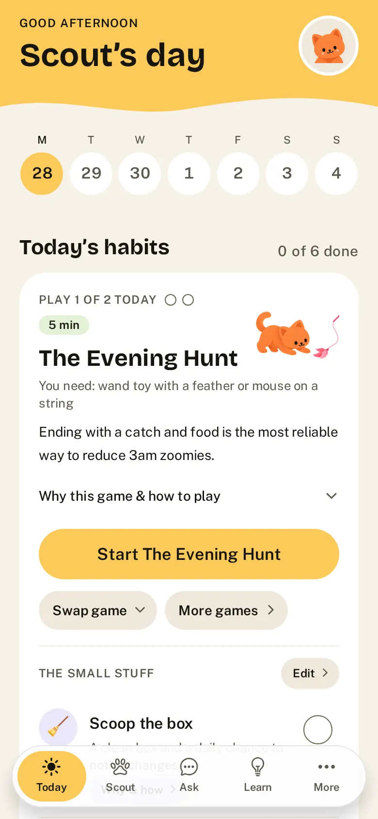 Today: the day’s play session and small habits for one cat